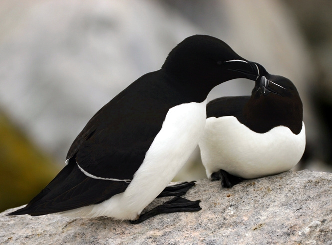 picture of razorbills