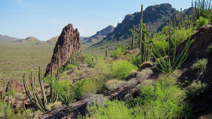 landscape image of the organ pipe cactus national monument
